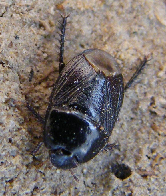 Cydnidae di 4 millimetri [Geotomus punctulatus]